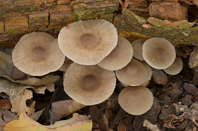 Mycena maculata